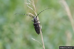 Monochamus scutellatus -tukkijäärä heinänkorella (suuri kuva).