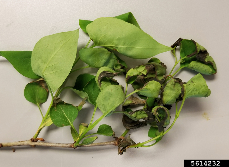 P. syringae syreenillä kuva 2.jpg