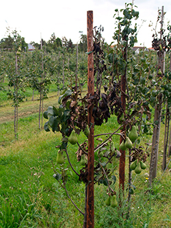 Mustuneita ja kuolleita versoja päärynäpuussa päärynätarhassa (suuri kuva).
