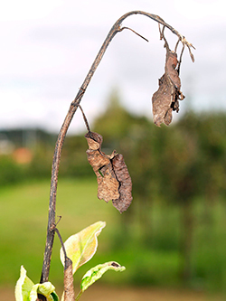 Det döda och bågböjt unga skottet (päronträd).