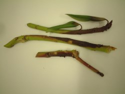 Versopoltteen aiheuttamia laikkuja alppiruusun oksissa (suuri kuva).