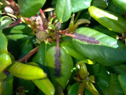 Brunfärgning av mittnerven orsakat av Phytophthora ramorum på rododendron (en stor bild).