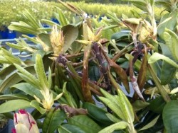 Ett typiskt symptom på rododendron är brunfärgning av mittnerven och bladskaftet samt skotten En stor bild).