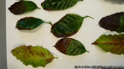 Bruna spets av blad är symptom av sjukdomen.