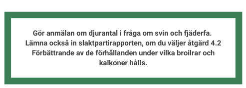 Text: Gör anmälan om djurantal i fråga om svin och fjäderfa.  Lämna också in slaktpartirapporten, om du väljer åtgärd 4.2 Förbättrande av de förhållanden under vilka broilrar och kalkoner hålls.