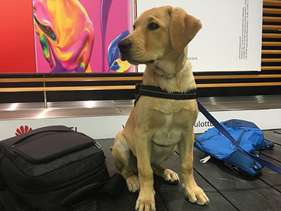 Rico food detector dog.